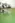 Линолеум IVC Vision Grass T25 (4м) 